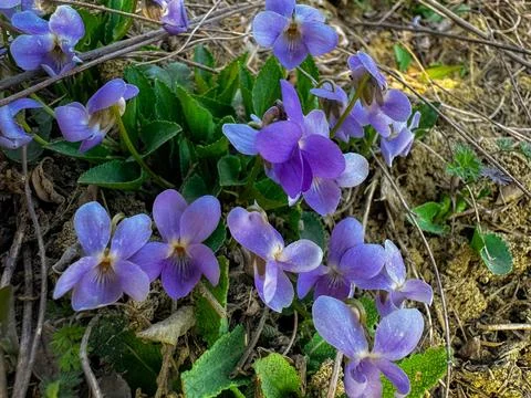 Spring flowers in the forest Stock-Fotos