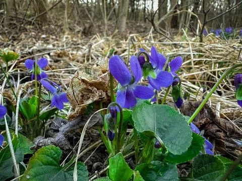 Spring flowers in the forest Фото