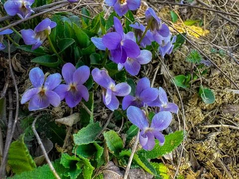 Spring flowers in the forest Photos