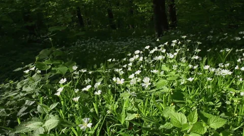 Spring flowers in forest - steadicam shot Stock Footage 40672582