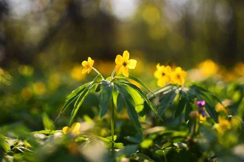 Spring flowers in the forest, the sun's rays touch the flower Stock Photos