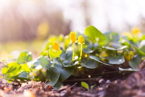 Spring flowers in the forest, the sun's rays touch the flower Stock Photos