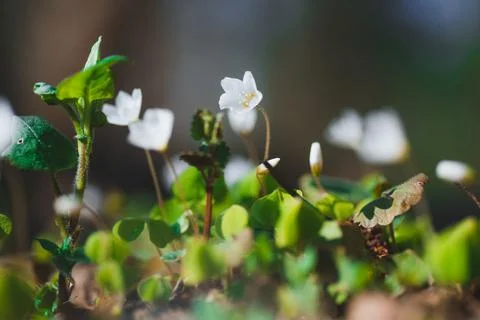 Spring flowers in the forest white Stock Photos