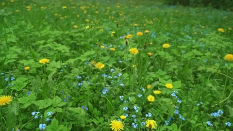 Spring flowers of forget-me-not and dandelions Video stock 97987619