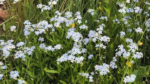 Spring flowers Forget-me-not beautiful blue flower Stock Footage 256929424