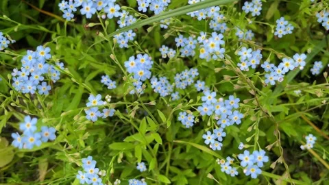 Spring flowers. Forget-me-not flowers in a garden, top view Stock Footage 261018464