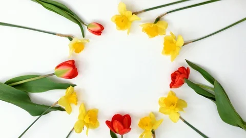 Spring flowers frame, daffodils and tulips Stock Footage 128060525