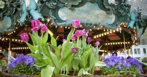 Spring Flowers in Front of Carousel 動画素材 192628143