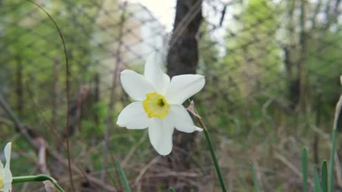 Spring flowers in the front garden close-up Stock Footage 309671059