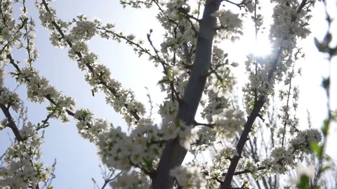 Spring Flowers of Fruit Trees 動画素材 90319205