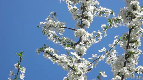 Spring Flowers of Fruit Trees Vídeo Stock 90319216