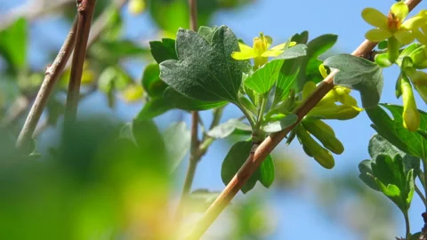 Spring Flowers of Fruit Trees 動画素材 90320060