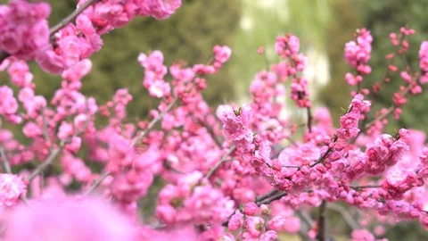 Spring flowers in full bloom 1 Stock Footage 126222157