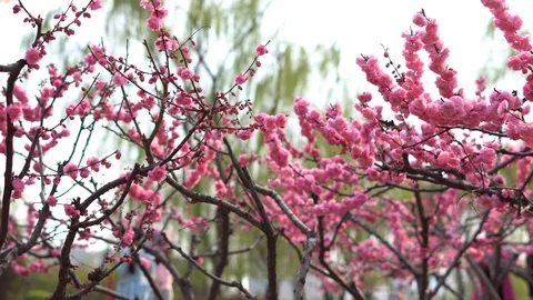 Spring flowers in full bloom 3 Stock Footage 126223781