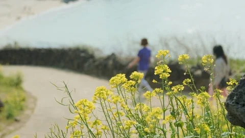 Spring flowers in full bloom with those who walk on the sea. Stock Footage 126622966