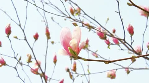 Spring flowers in full blossom on a tree 3 Stock Footage 22010455