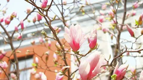 Spring flowers in full blossom on a tree 2 Stock Footage 22010708