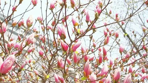 Spring flowers in full blossom on a tree 1 Stock Footage 22011311