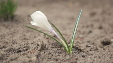 Spring flowers in the garden 스톡 동영상 62114748
