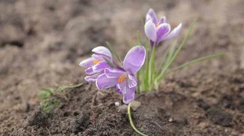 Spring flowers in the garden Stock Footage 62116400