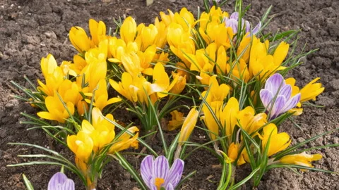 Spring flowers in the garden Stock Footage 194738737