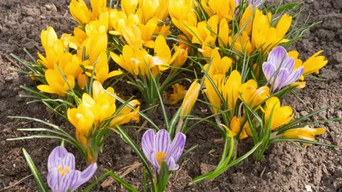 Spring flowers in the garden Stock Footage 197595597