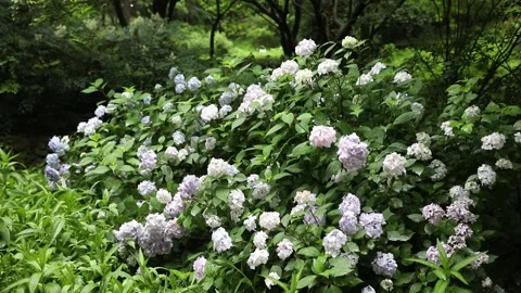 Spring flowers in the garden Stock Footage 310079712