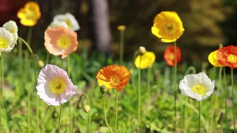 Spring flowers in the garden Stock Footage 310355468