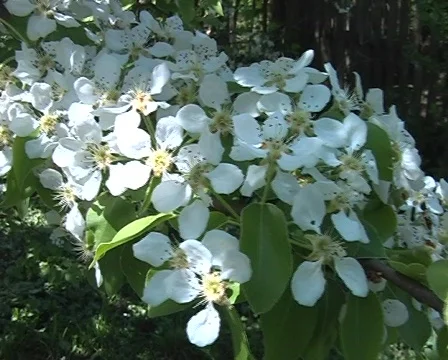 Spring flowers in garden in motion Stock Footage 354873