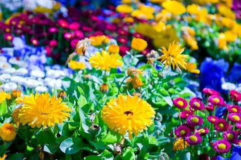 Spring flowers in a garden Stock Photos