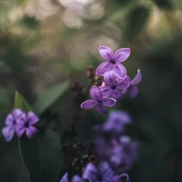 Spring flowers in a garden. Foto stock
