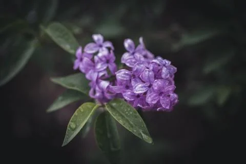 Spring flowers in a garden. Stock Photos