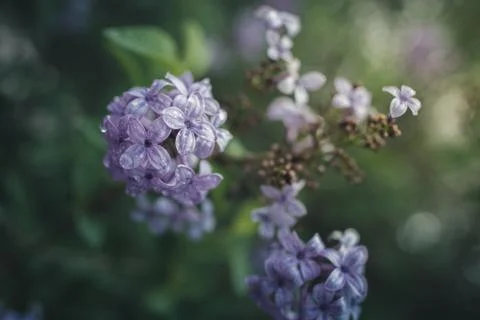 Spring flowers in a garden. Stock Photos