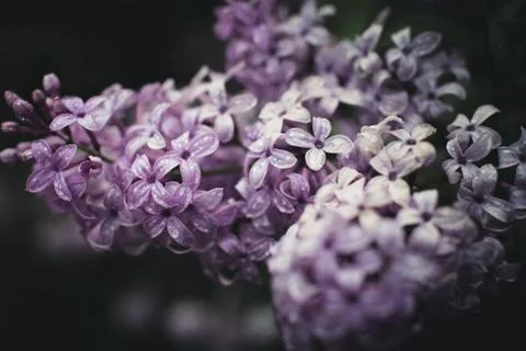 Spring flowers in a garden. Foto stock