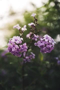 Spring flowers in a garden. Stock Photos
