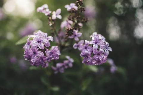 Spring flowers in a garden. Stock Photos