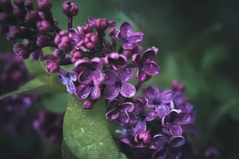 Spring flowers in a garden. Stock Photos