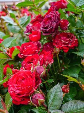 Spring flowers in the garden. Stock Photos