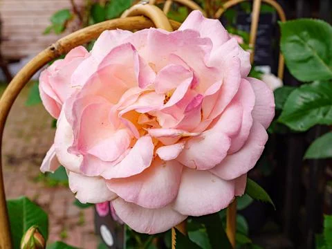 Spring flowers in the garden. Stock Photos