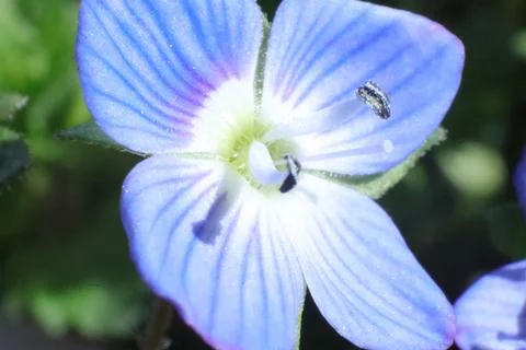 Spring Flowers in a Garden Stock Photos