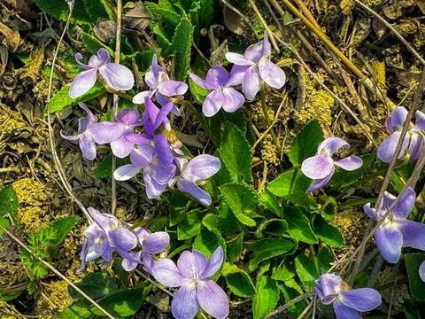 Spring flowers in the garden Photos