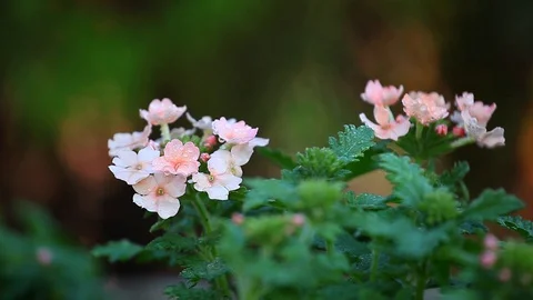 Spring Flowers Garden Rain Drops Stock Footage 89410960