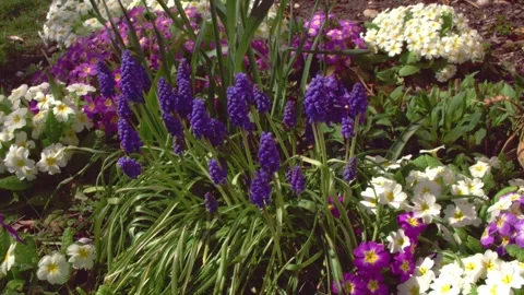Spring flowers in a garden in spring Stock Footage 267076545