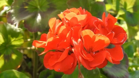 Spring flowers in the garden in the sun Stock Footage 130070914