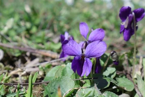 Spring Flowers in a Garden, Sweet Violets, Viola Odorata 스톡 사진