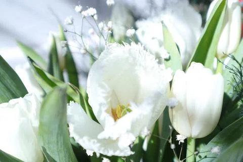 Spring Flowers in a Garden, Tulip Stock Photos