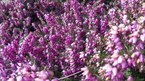 Spring flowers in Grange-over-Sands Stock Footage 77864056