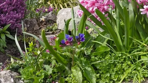 Spring flowers in Grange-over-Sands Stock Footage 77864069