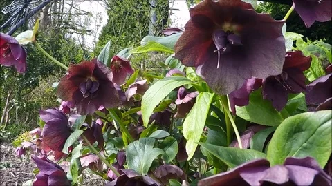 Spring flowers in Grange-over-Sands and a Dragonfly sculpture Stock Footage 77864105