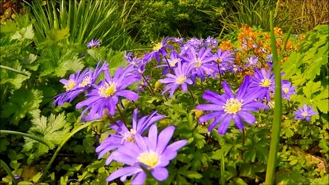 Spring flowers in Grange-over-Sands Stock Footage 77864111